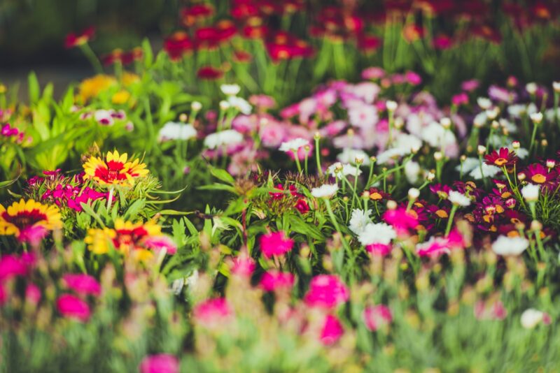 Flores Perenes