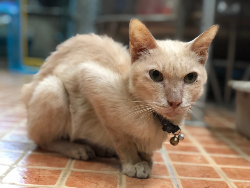 como-engordar-um-gato