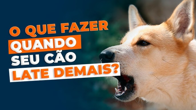 o-que-fazer-com-cachorro-que-late-muito