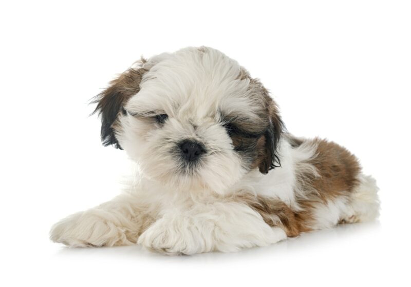 Shih Tzu