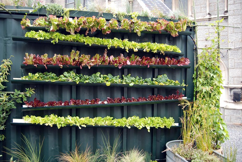 Hortas verticais: Plantas e legumes em ...