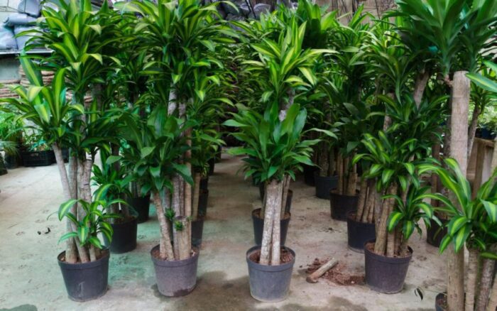 Dracena: 5 Truques de Decoração Para Uma Casa de Revista (Sem Gastar Uma Fortuna!)
