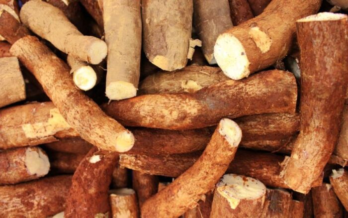 Descobri o segredo para plantar mandioca em casa