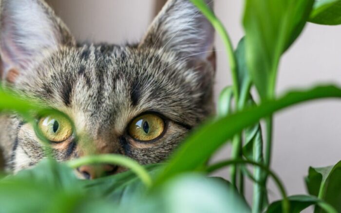 Lista de 8 plantas que fazem bem para seu pet