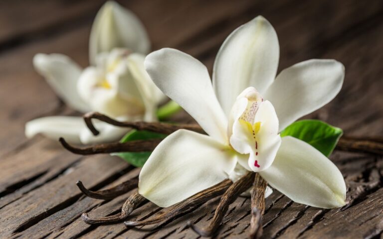 “Minha orquídea não dá flor” – veja o que deve ser feito