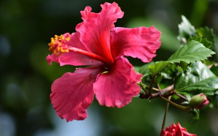 O beijo da morte que você dá no seu hibisco todos os dias
