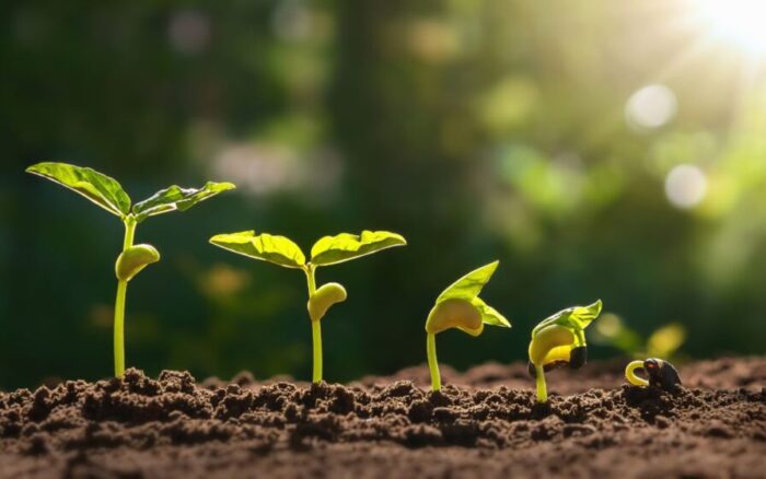 O tesouro que você joga no lixo e que ressuscita plantas