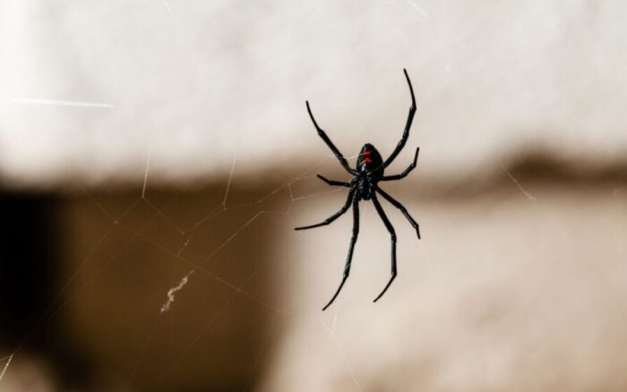Teia de aranha na parede da casa tem solução e não volta mais se fizer isso