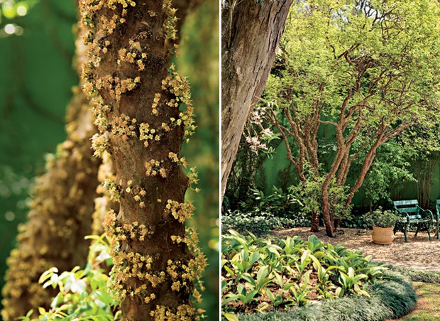 ERVAS NO SEU JARDIM E VARANDA ...