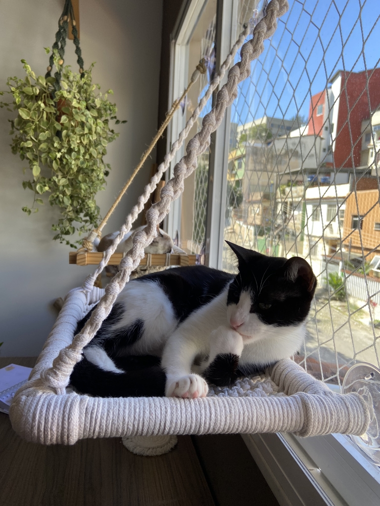 Ideias de Cama de Gato para Fazer em Casa