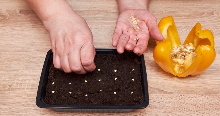 Como Plantar Pimentão: Cores e Sabores no Seu Quintal