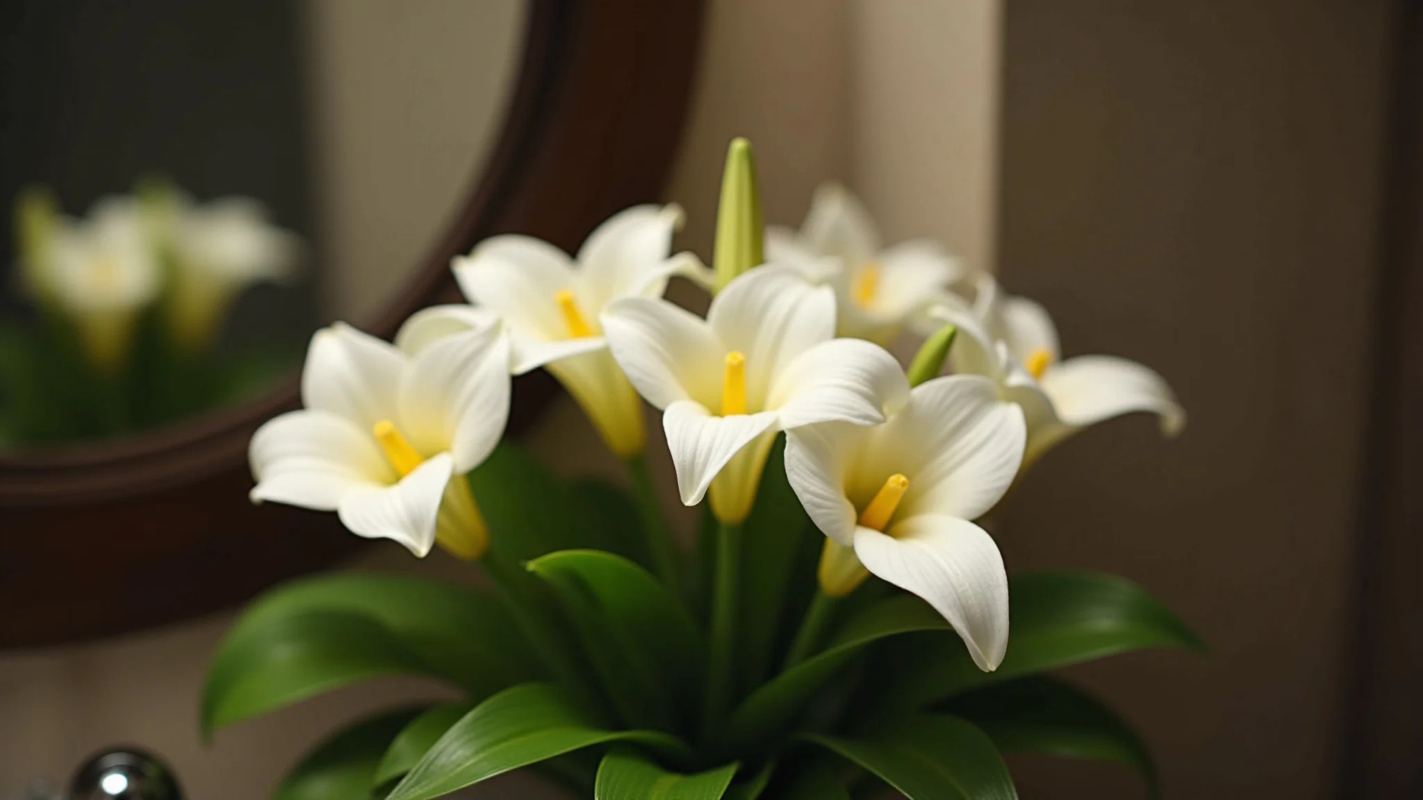 Lírio da paz com flores brancas em banheiro com pouca luz, ambiente claro e fresco.