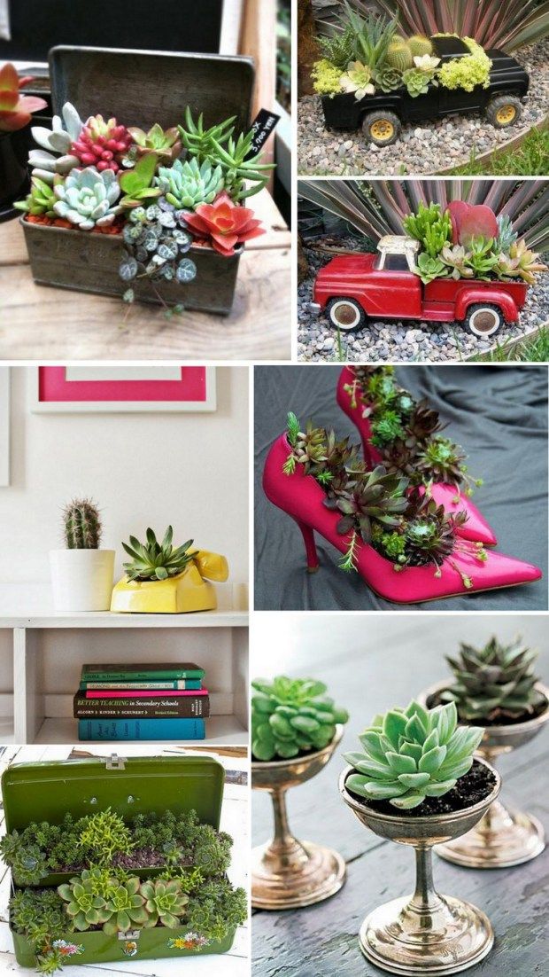 mini jardim de suculentas e cactos