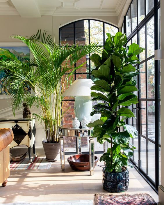 Plantas ideais para pé direito alto