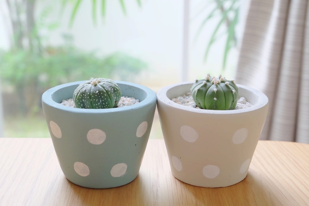 customizar e decorar vasos para plantas ...