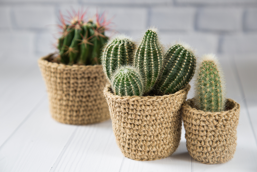 customizar e decorar vasos para plantas ...