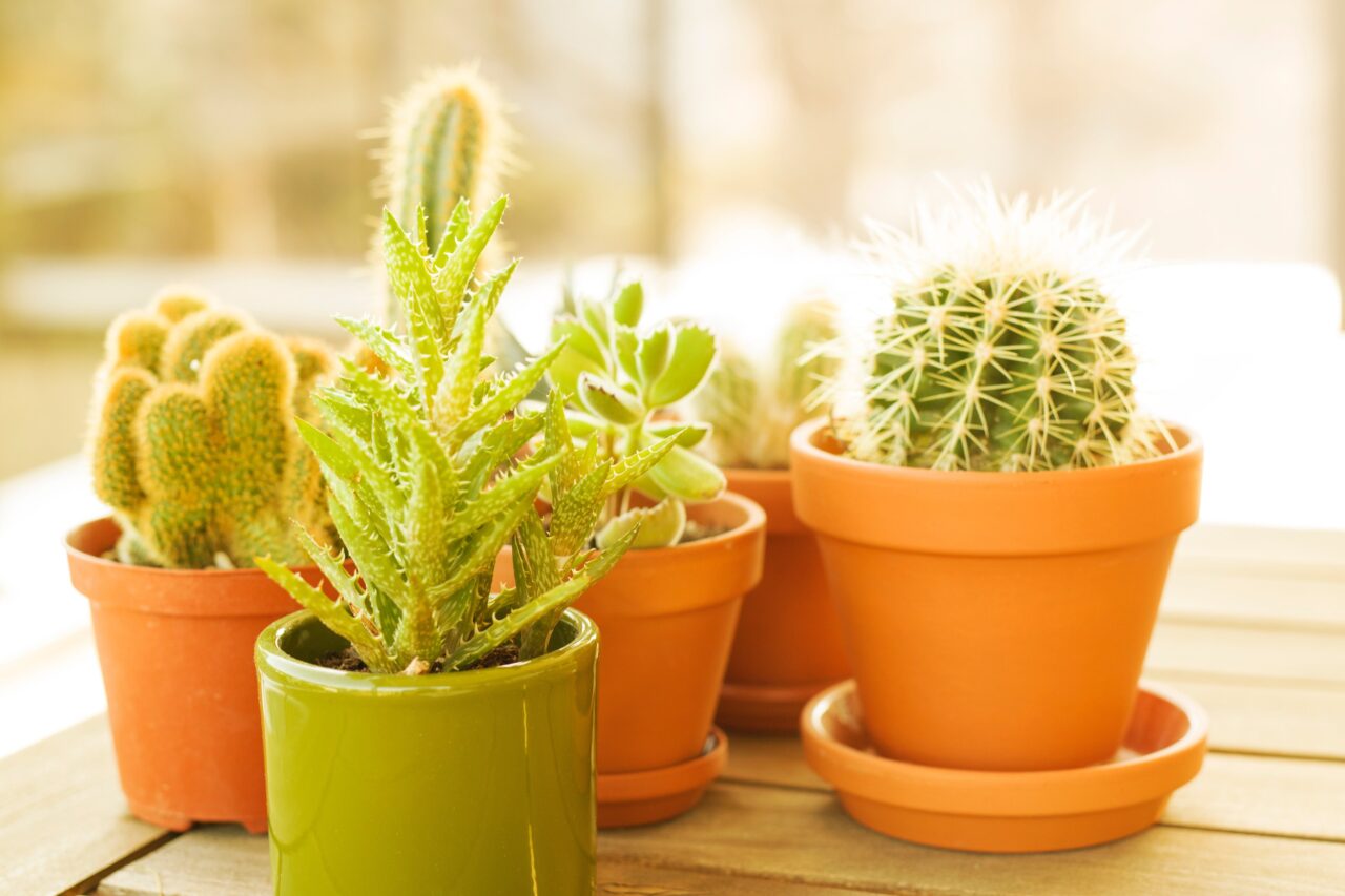 Vaso pequeno: dicas para decorar e ...