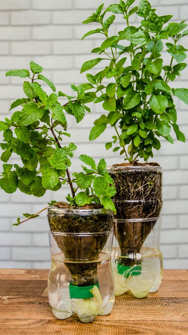 ANTIDENGUE COM GARRAFA PET ...