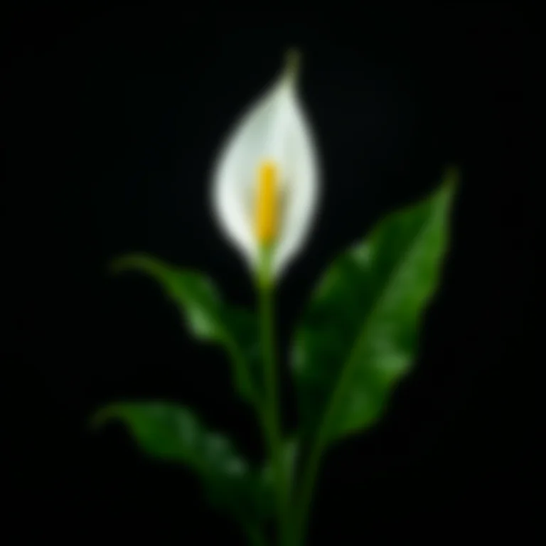 Lírio da paz com flor branca.