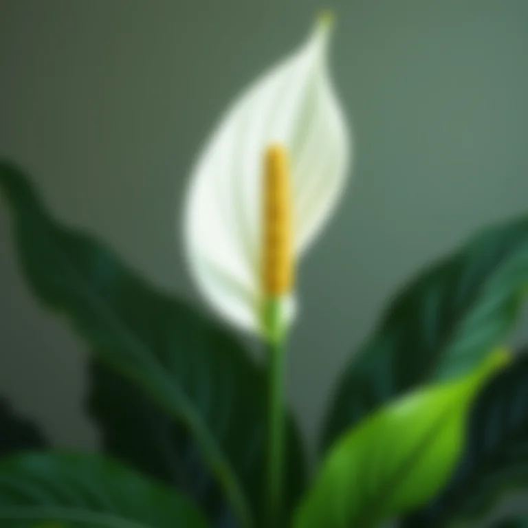 Lírio da Paz: elegância e purificação do ar